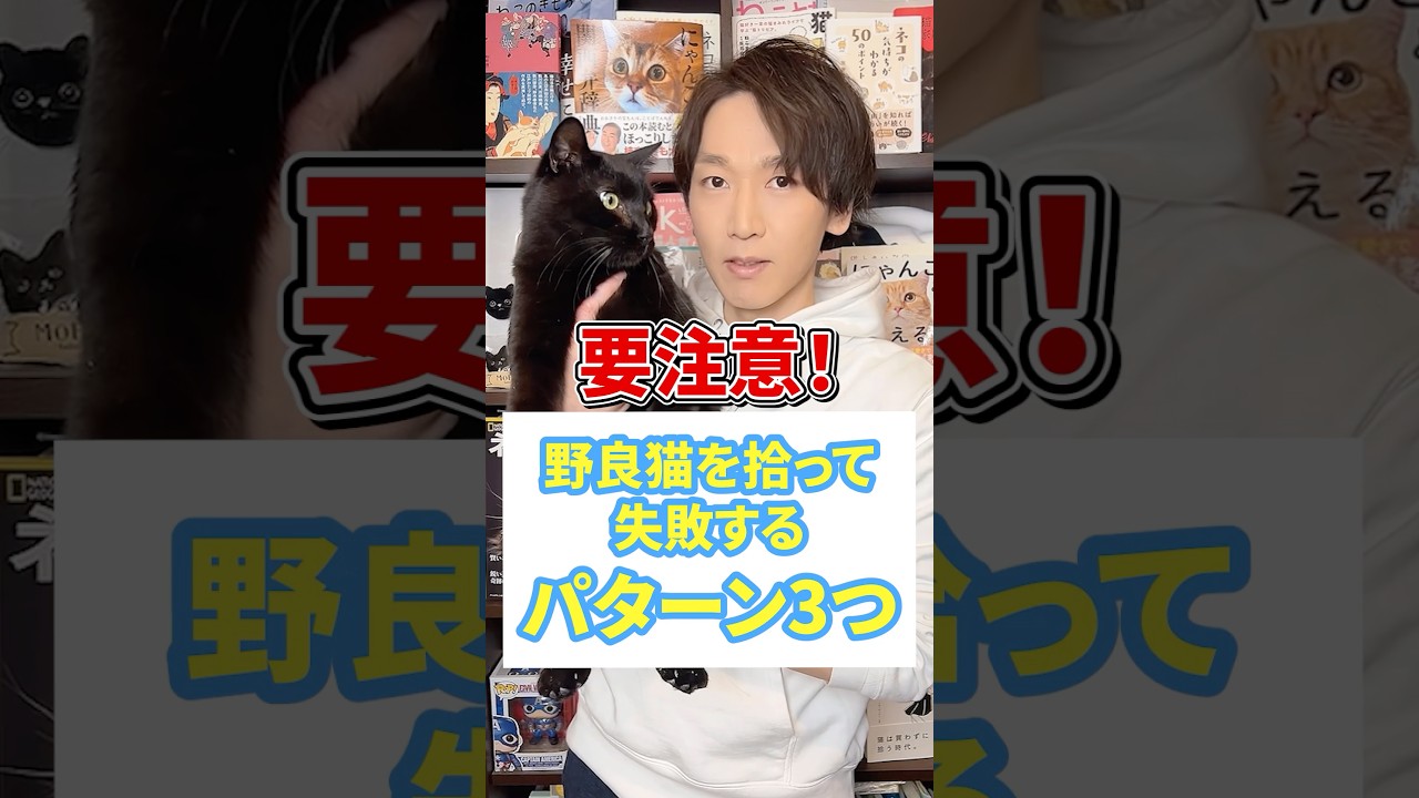 要注意！野良猫を拾って失敗するパターン３つ #猫 #野良猫 #保護猫