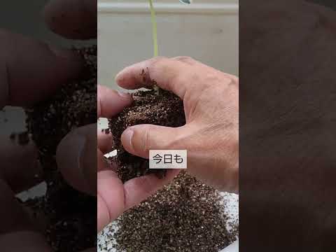 ベランダで芳香植物を育てるには？いつ植えるのか、そしてどのように管理するのか？  庭園