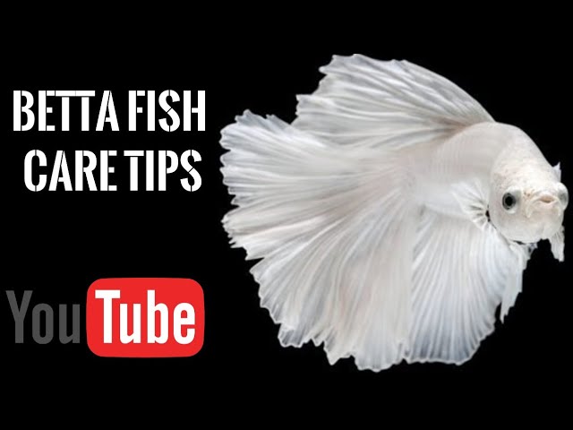 Betta Fish Care Tips
