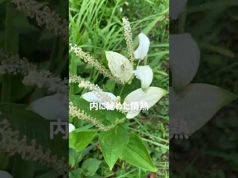 今年最初に咲く花は何ですか 1月 2月 庭の飾り クロッカス