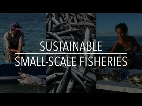 Sustainable Small-Scale Fisheries | Policy Support and Governance Gateway | FAO