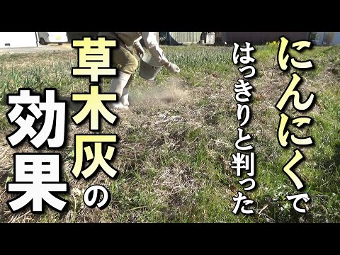 木灰が好きな野菜はどれですか?知っておくべきことはすべて！  庭園