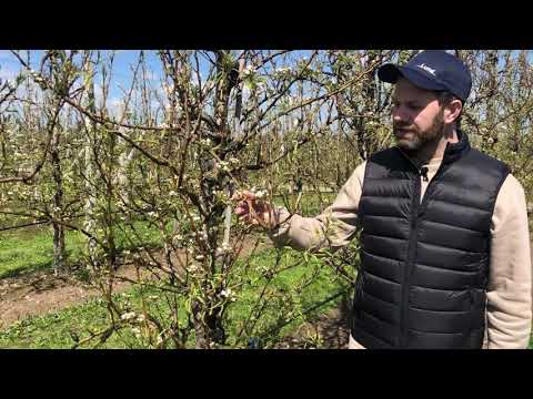 Ochrona grusz przed szkodnikami i chorobami