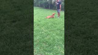 Teaching dog to focus