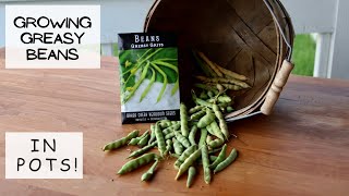 Growing Greasy Beans in POTS -- with seeds from Baker Creek 🌺
