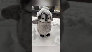 Download lagu Cute baby penguins moments part 2 #cute #adorable #pet #penguin  #fluffy #cuteanimal mp3