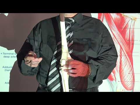 Anatomy of lower limb 13 ( Muscles of medial aspect of the thigh , part 2 ) , by Dr. Wahdan