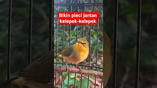 Download lagu pleci betina dakun lokal lenjeh #plecigacor mp3