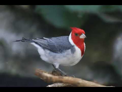 Kardinál červenochochlatý (Paroaria coronata) — starostlivosť, voliéra a kŕmenie