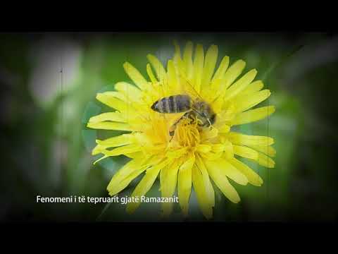 30 mesime per agjeruesit - Fenomeni i te tepruarit gjate Ramazanit 19