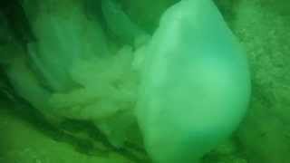 preview picture of video 'Scuba Diving Swansea Gower Portuguese man o' war / Rhizostoma pulmo'