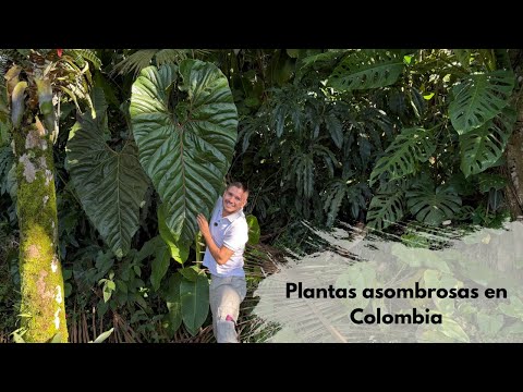 ANTURIOS GIGANTES DE COLOMBIA Y MÁS en reserva natural 