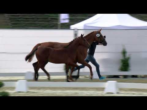 Great Aviator JB - Hf v Grey Flanell x Waikiki x Watzmann 2020 Vechta