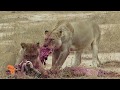 Woza Africa TV Intro