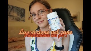 Lussazione alla rotula nel cane : parliamone un po'!