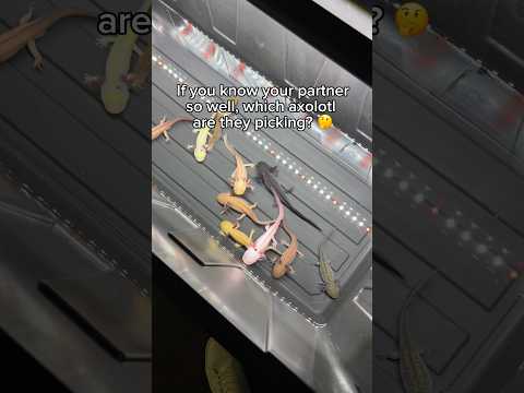 Which Axolotl Would They Pick?