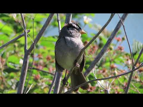 Strnádlik jazvečí (Zonotrichia leucophrys) — správanie, biotop a hlas