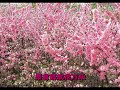 红梅赞- 龚玥Ode to the Red Plum Blossom - Gong Yue ...