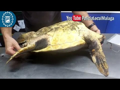 Rescatan una tortuga boba que quedó varada en la playa de la Cizaña de Málaga