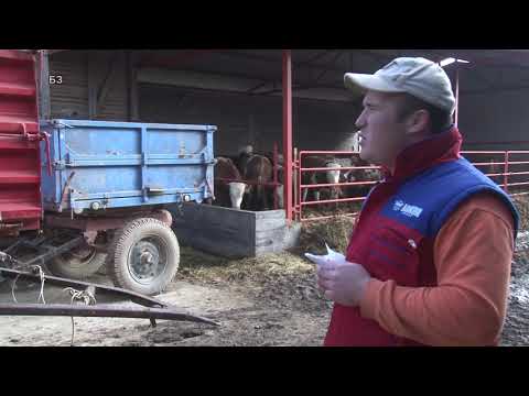 Stala za tov junadi - FUNKCIONALNA - EFIKASNA  - 6 000 evra za 30 + JUNADI - KAKO ?