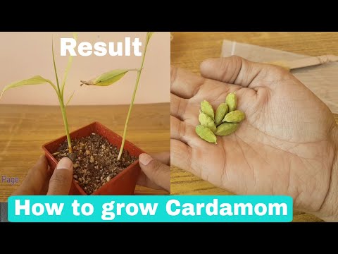 How to Grow Cardamom from Seeds