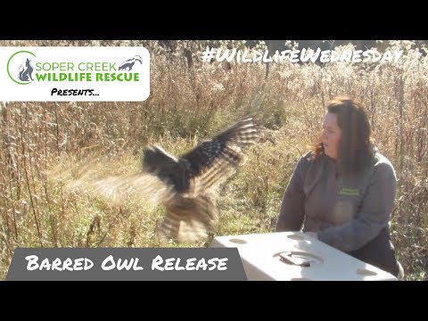 Watch this rehabbed Barred Owl go back into the wild