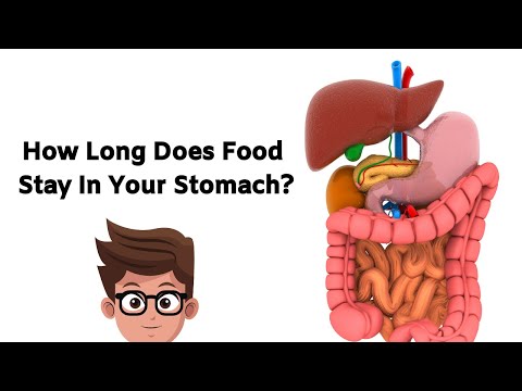 How Long Does Food To Stay In Your Stomach | Healthy Life Side