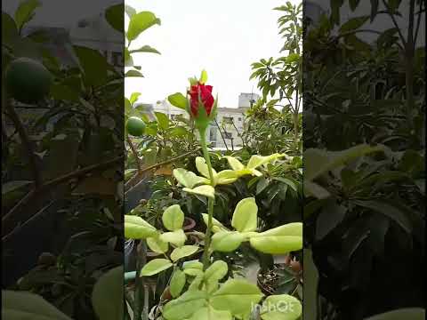 spicy delicious dinner menu//#shorts #shortvideo #cooking #firdausnature