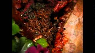 The New Flesh - Nine Inch Nails