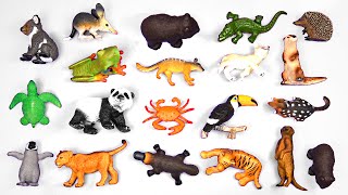 Zoo Animals For Kids - Learn Zoo Animal Facts - Education For Kids