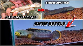 Download lagu Tips Simpel Agar Limbata WC cepat Settle mp3