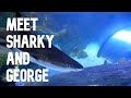 Meet Our Blacktip Sharks