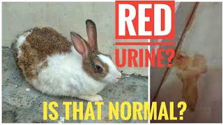 Red Urine in Rabbits? || Cause of Blood in Rabbit Urine?  || What to do? || All About Pets (Hindi)