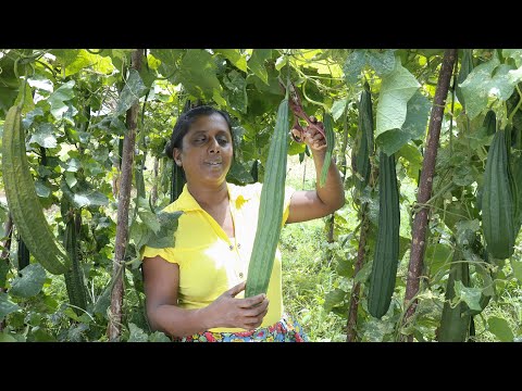 luffa masala curry &luffa Omelette.The first harvest of my vegetable garden.  village kitchen recipe