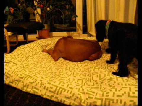 2 Hunde spielen - Cocker Spaniel vs Rhodesian Ridgeback