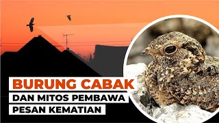Download lagu Kenapa Burung Cabak Kota Terbang di Atas Rumah #temansains mp3