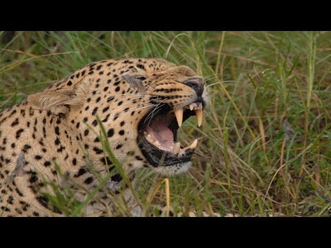 National Geographic Documentary 2017 - REVEALING The LEOPARD