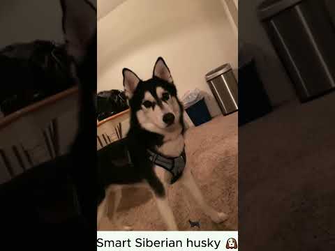 Smart Siberian husky