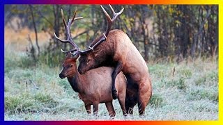 Moose Bull Breed Calling Fighting To Mate And Giving Birth In Nature