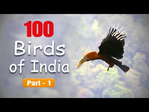 100 Birds Of India - Learn Bird Names and Facts @IndianBirdVideos