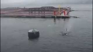 preview picture of video 'BALLENAS ORCAS EN PUERTO MONTT'