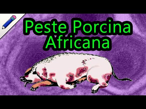 , title : 'Qué es la Peste porcina Africana Síntomas Tratamiento Virus de la Peste Porcina'