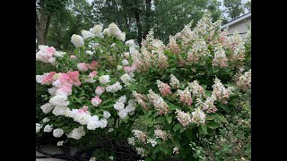 Late August Garden Tour Part 2