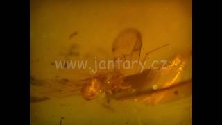 Druhohorní jantar z Myanmaru JHI-4