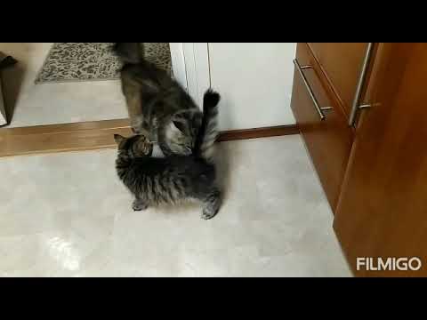 Kaniel ja Keziah tutustuvat Eppuun, Buffeliin ja Ephratahn 18.8.3021