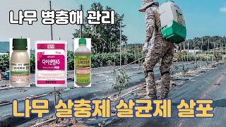 【나무 병충해 관리】 살충제 살균제 살포 | 인시피오(응애약) 스미치온(종합살충제) 다이센엠45(종합살균제)…