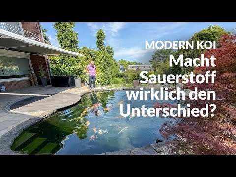 Ennos 50.000l Koiteich | Modern Koi Blog #7853