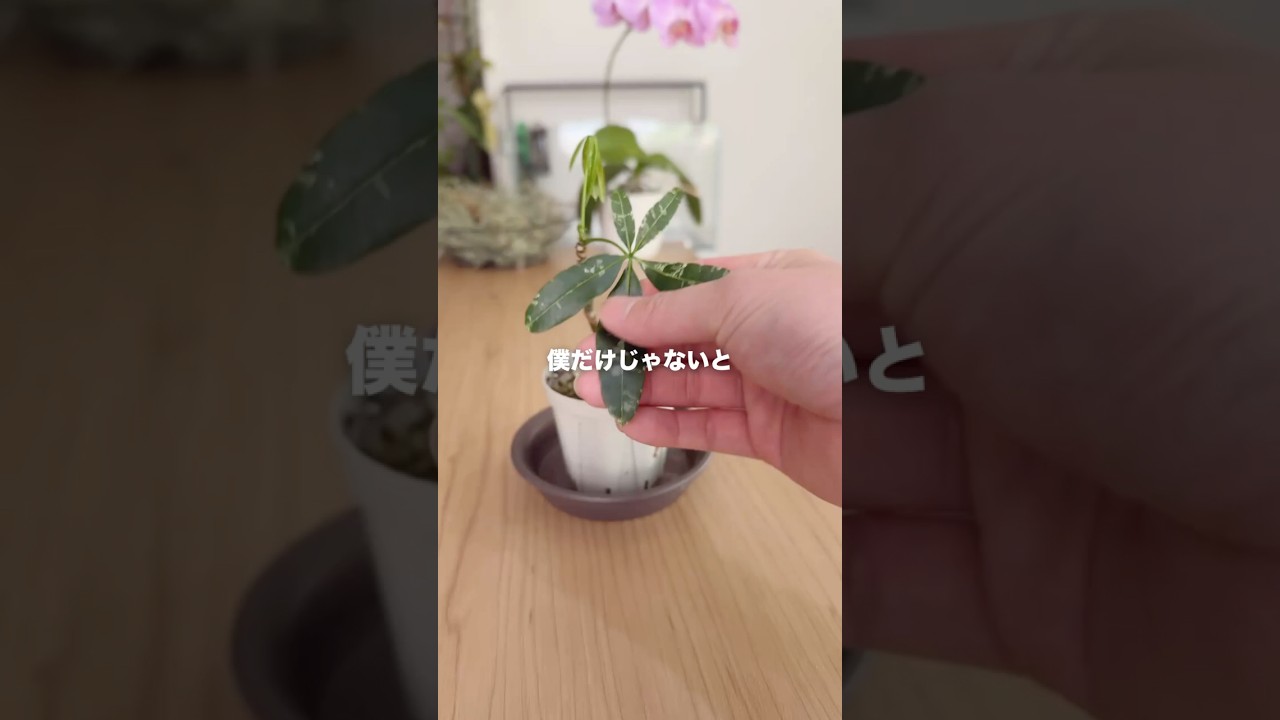 園芸初心者の頃って植物の地上部だけを見て鉢の大きさ決めがち