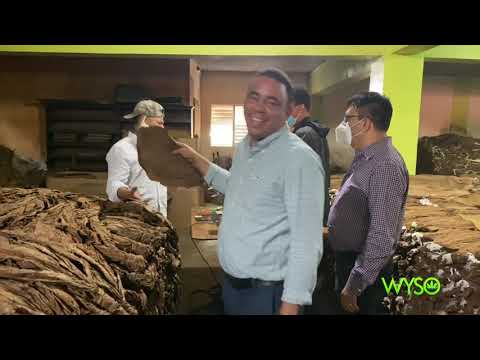 EXPORT GRABA, FONTO LEAF FROM DOMINICA REPUBLIC