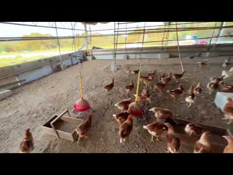 産卵鶏が卵を食べるのを防ぐのに最適な食品